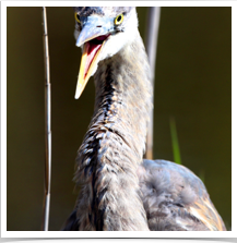 Great Blue Heron - Squawking